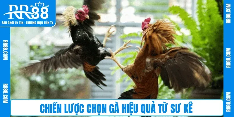 Chiến lược chọn gà hiệu quả từ sư kê